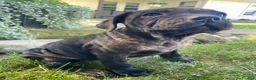 Cane Corso dogs for sale: Jenna - Ad 3