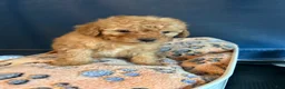 Cavapoo dogs for sale: Cavapoo 1 Mocha  - Ad 3