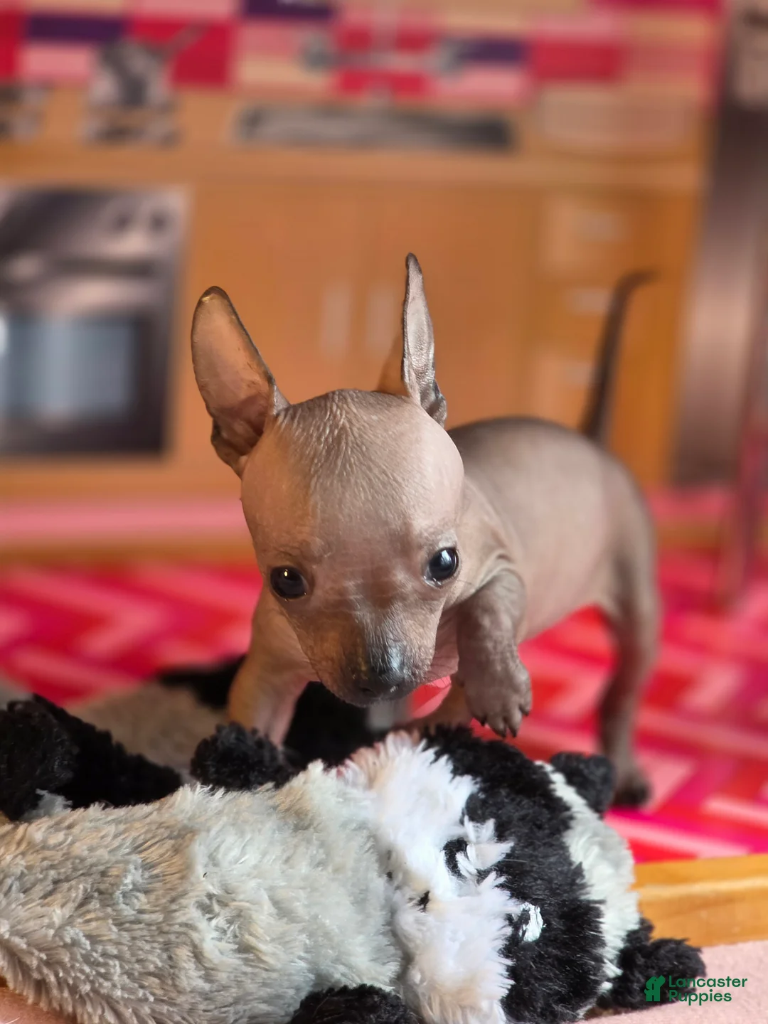 Mixed Breed dogs for sale: Patricia  - Ad 2