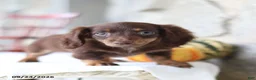 Miniature Dachshund dogs for sale: Tessa - Ad 5
