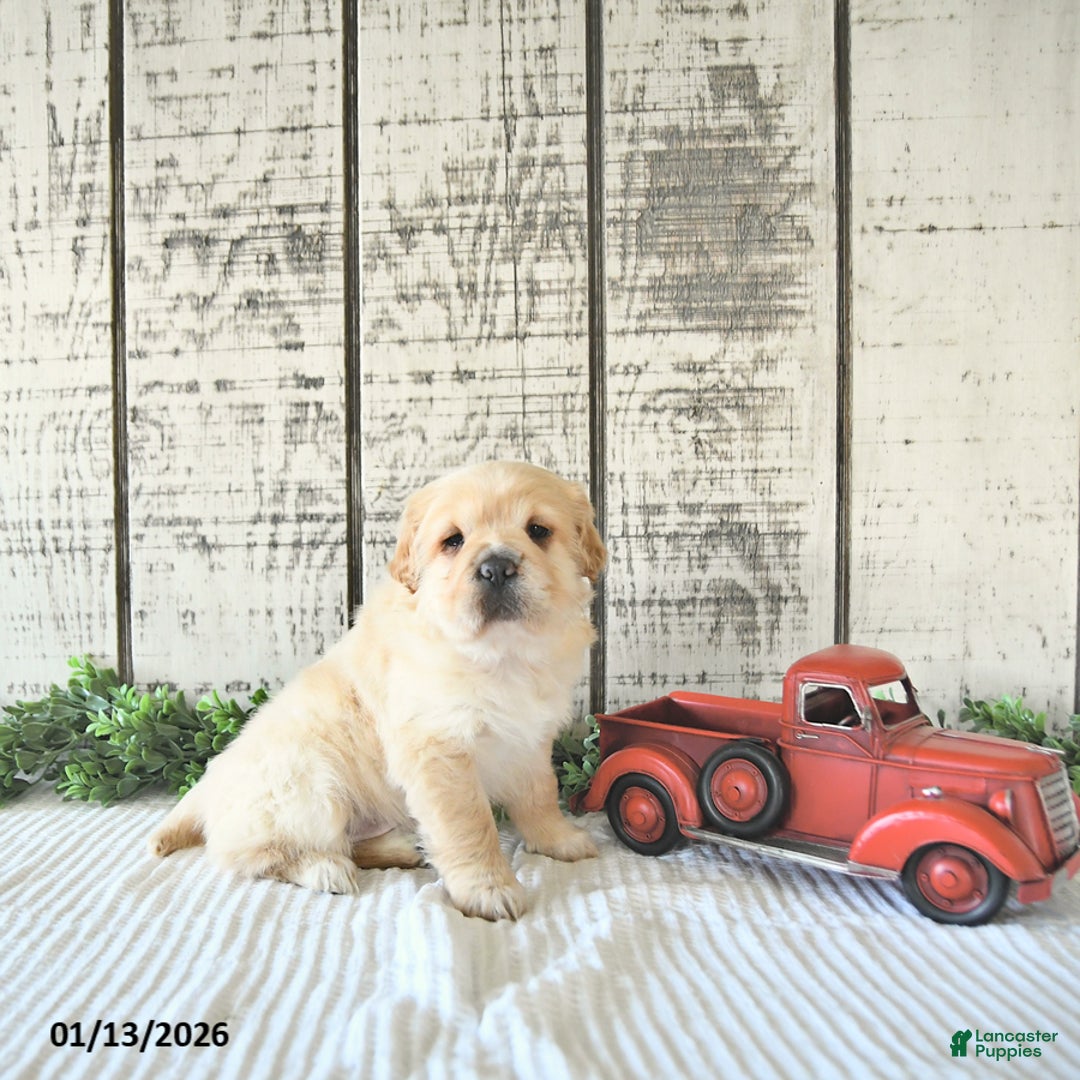 Mini Hippo dogs for sale: Dolly - Ad 2