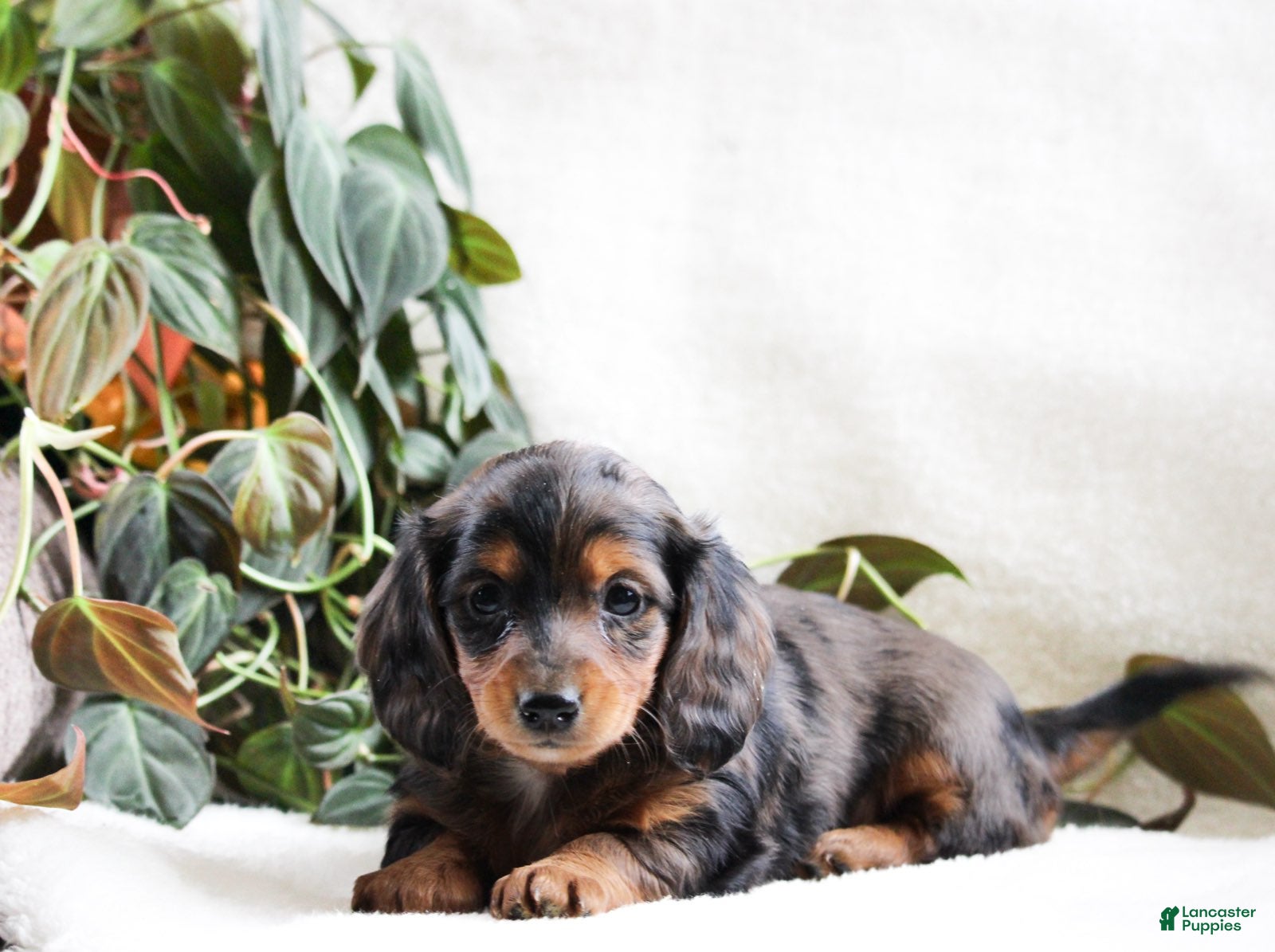 Miniature Dachshund dogs Mia - Ad 1