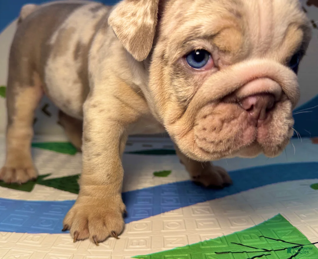 English Bulldog dogs for sale: Smokey - Ad 1