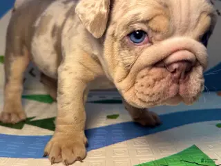 English Bulldog dogs Smokey - Ad 34