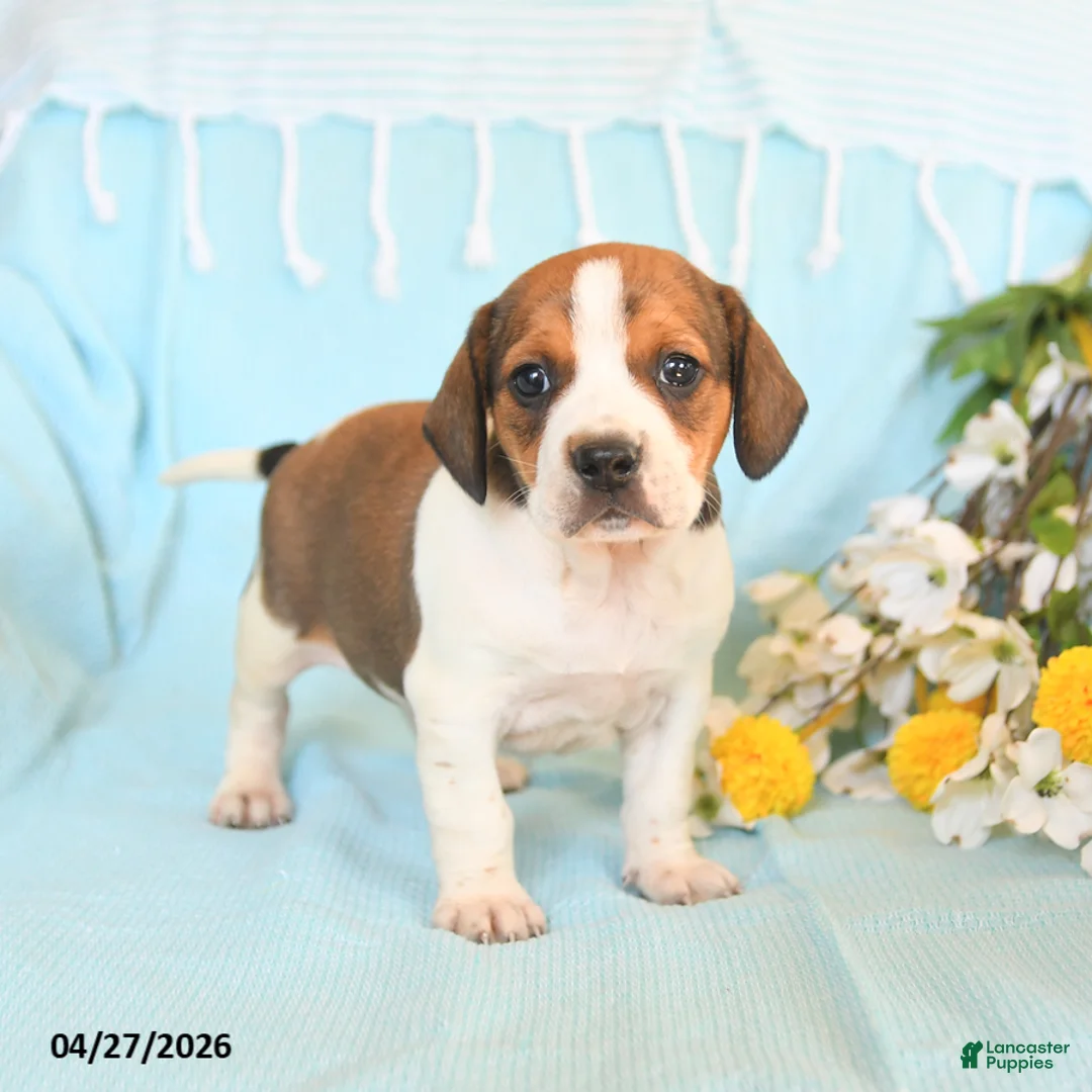 Mixed Breed dogs for sale: Jax - Ad 2