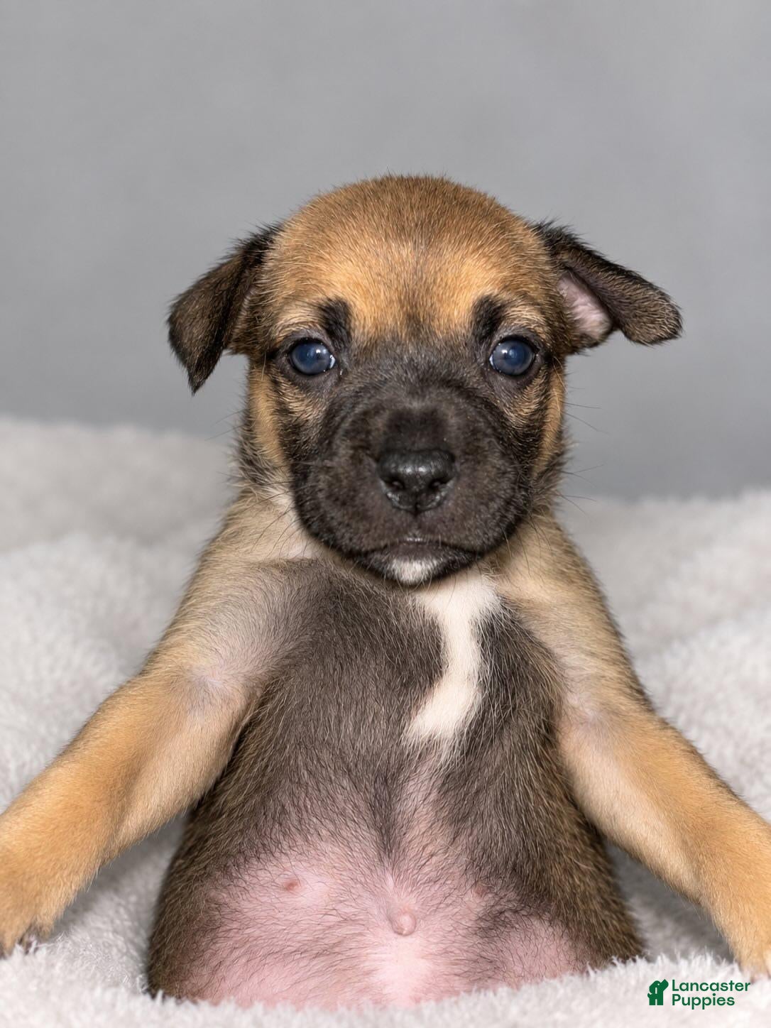Mixed Breed dogs Mixed Breed 6 - Ad 37