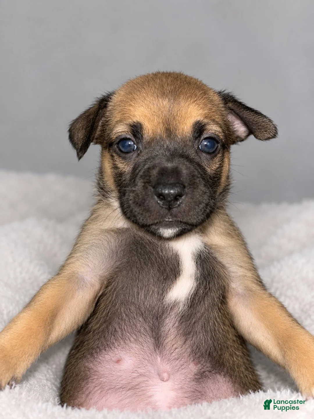 Mixed Breed dogs for sale: Mixed Breed 6 - Ad 1