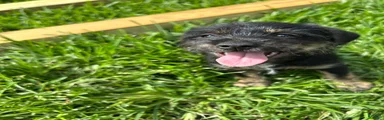 Mixed Breed Puppy 4