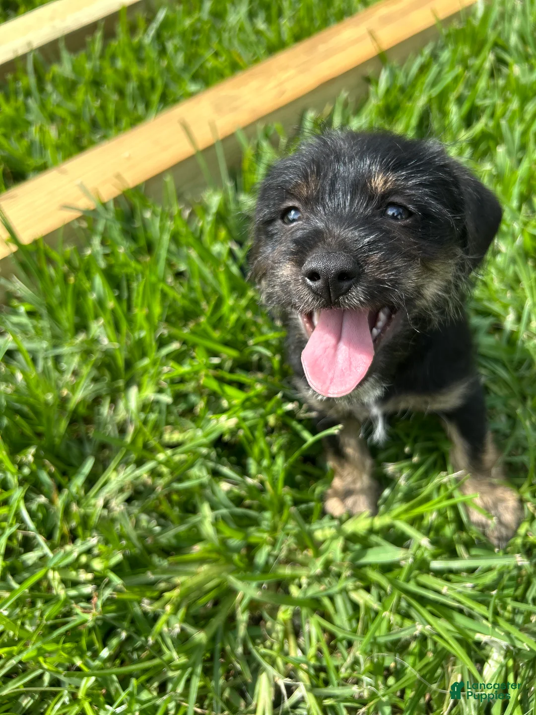 Mixed Breed dogs for sale: Mixed Breed Puppy 4 - Ad 1