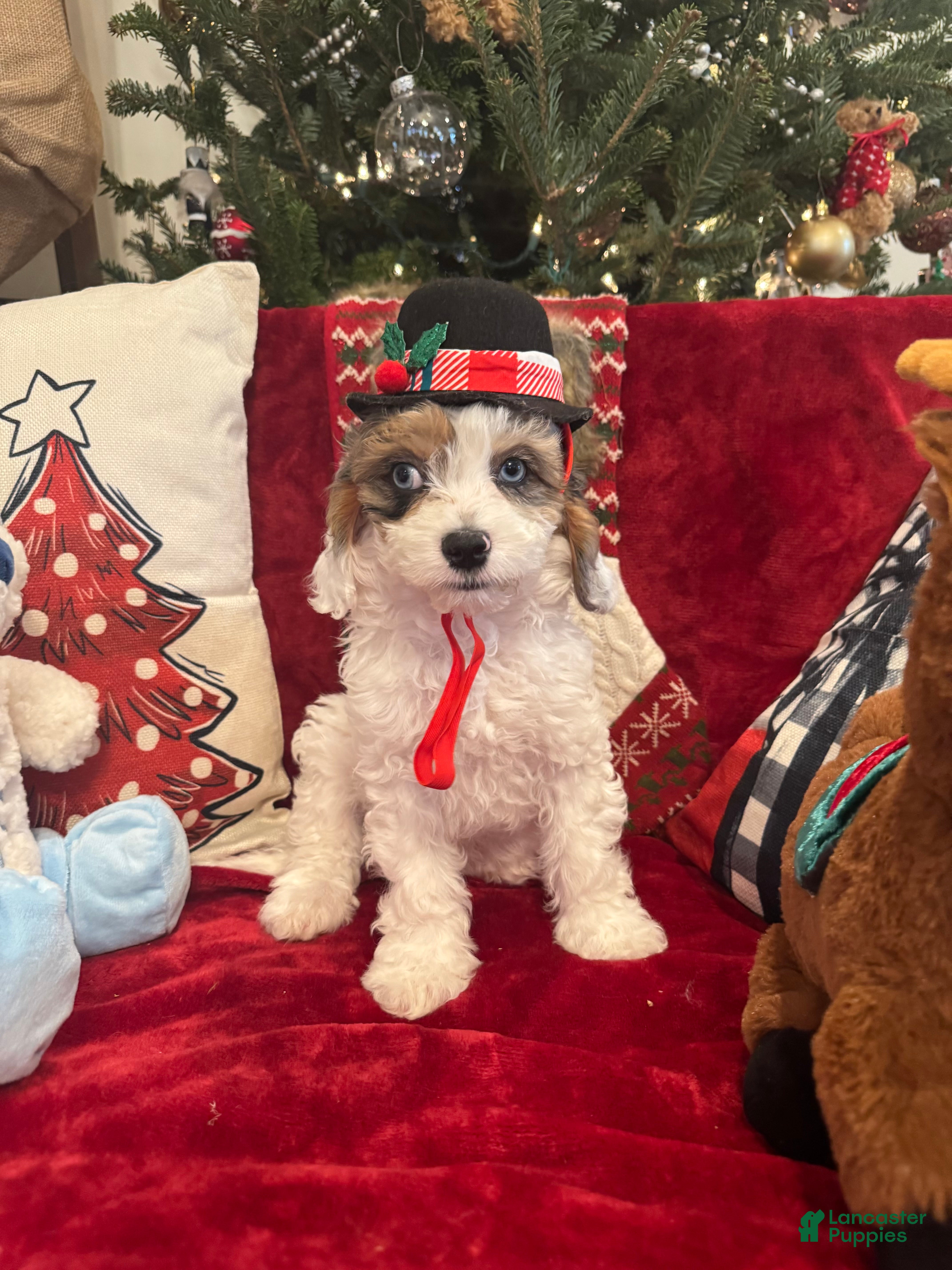 Cavapoo dogs Chase - Ad 38