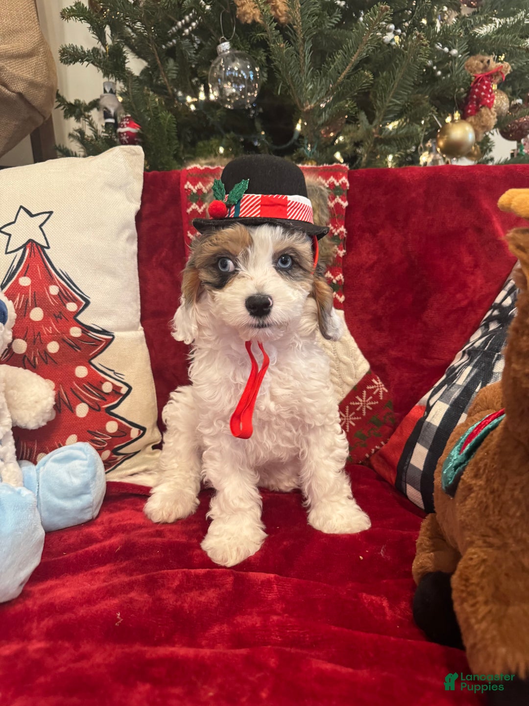 Cavapoo dogs for sale: Chase - Ad 1