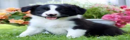 Border Collie dogs for sale: Brian - Ad 2