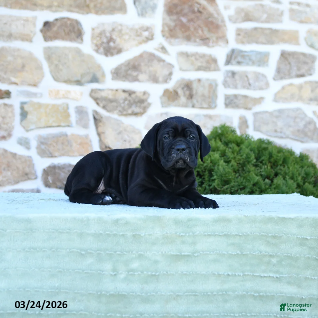 Cane Corso dogs for sale: T bone - Ad 2