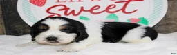 English Springer Spaniel dogs for sale: Chester - Ad 3