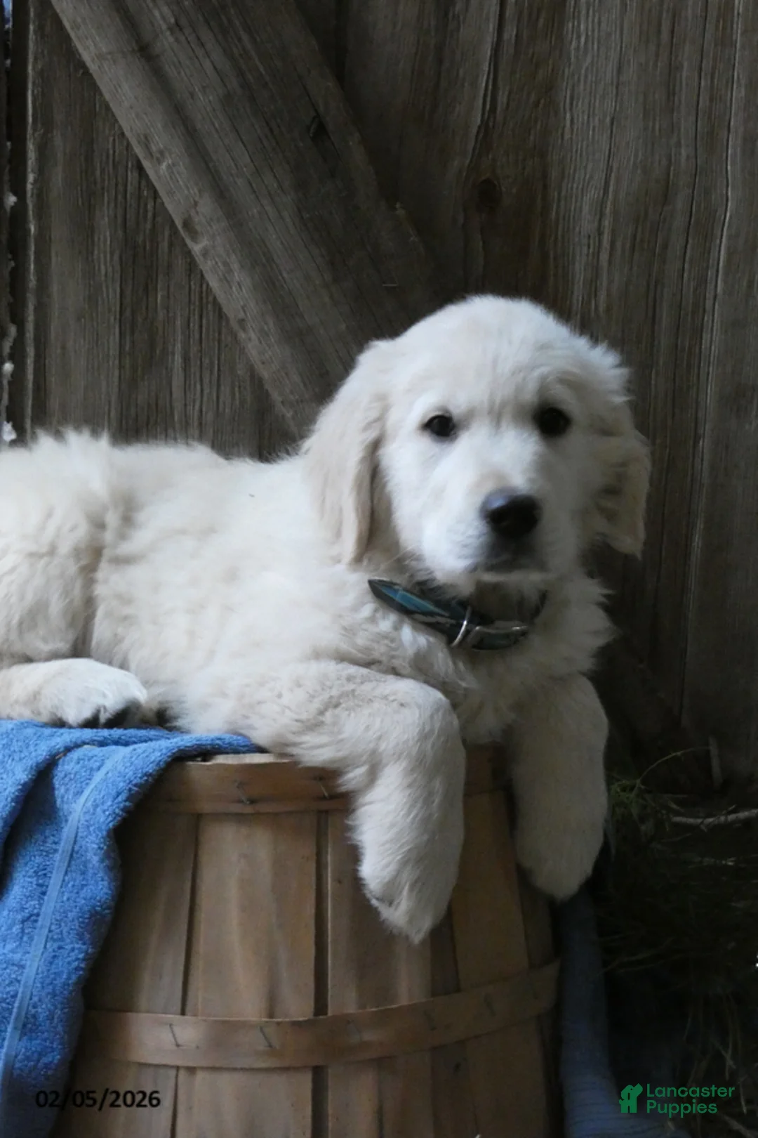 Golden Retriever dogs for sale: Fluffernutter - Ad 1