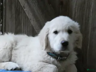 Golden Retriever dogs Fluffernutter - Ad 15