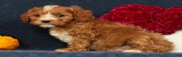Cavapoo dogs for sale: Pixel - Ad 5