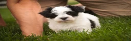 Havanese dogs for sale: Libby Havanese  - Ad 10
