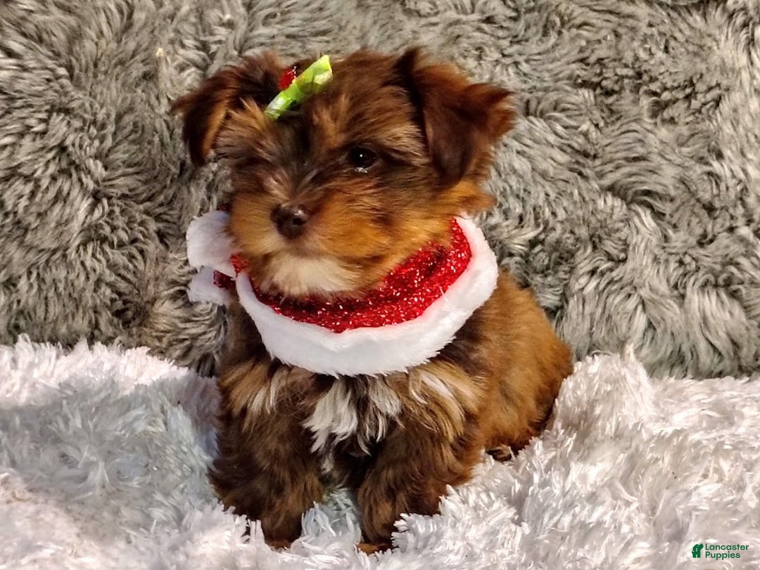 Yorkiepoo dogs for sale: CoCo - Ad 4