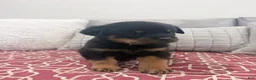 Rottweiler dogs for sale: Blue collar boy - Ad 5