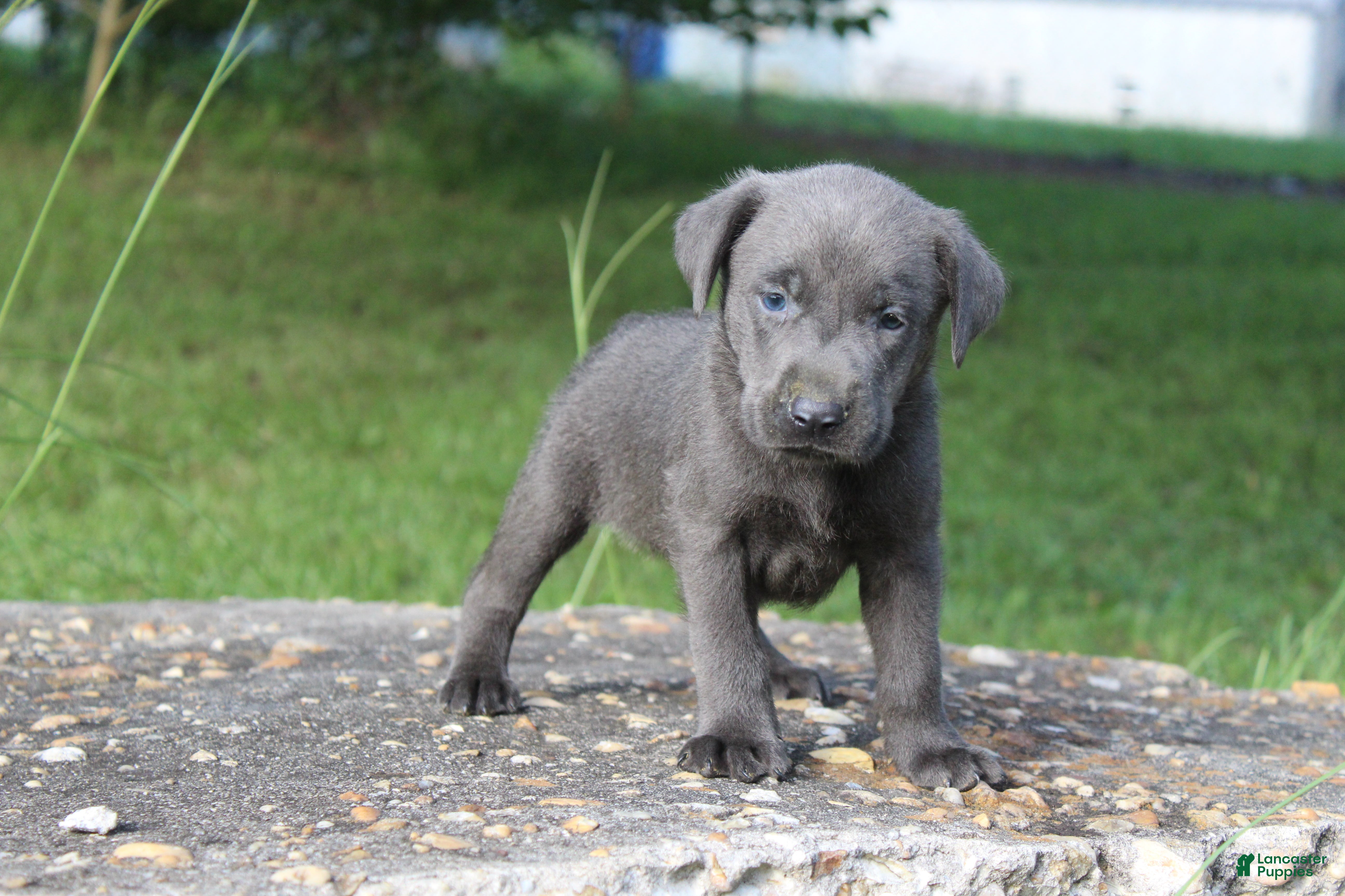 Labrador Retriever dogs Archie - Ad 2