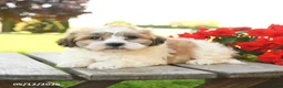 Teddy Bear dogs for sale: Kaison - Ad 3