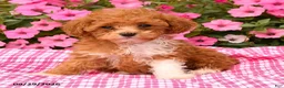 Toy Poodle dogs for sale: Penny - Ad 5