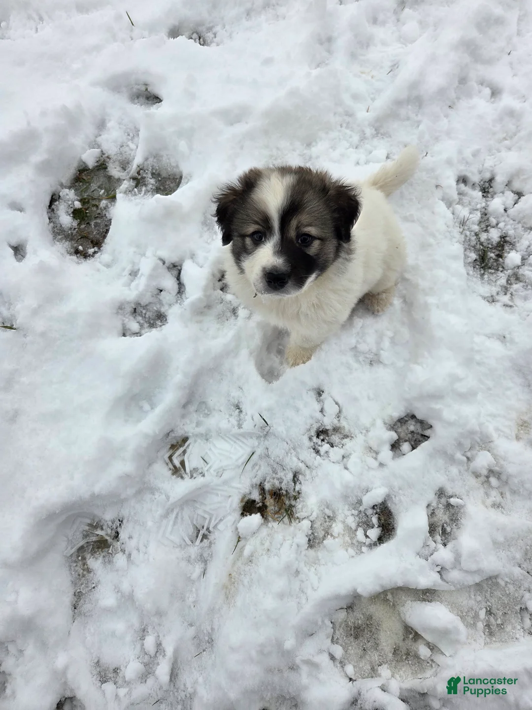 Great Pyrenees dogs for sale: Holly - Ad 12