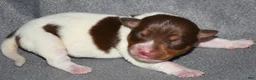 Rat Terrier dogs for sale: Santa Clara - Ad 3