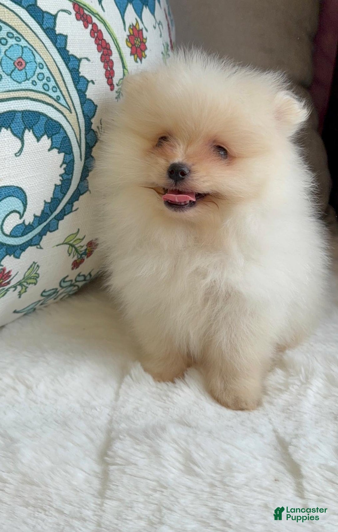 Pomeranian dogs for sale: Pomeranian Puppy Daisy - Ad 9