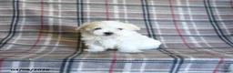 Maltese dogs for sale: Sasha - Ad 2