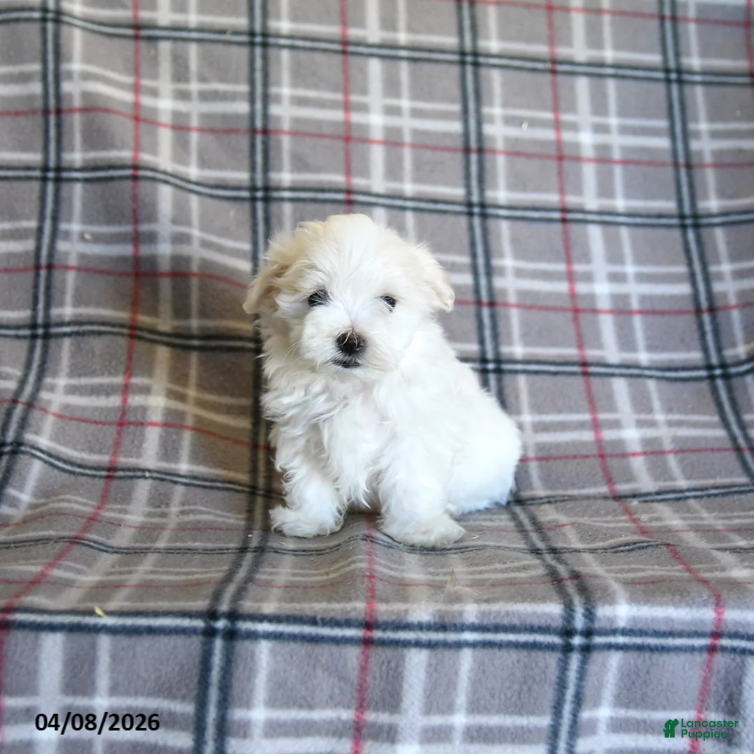 Maltese dogs for sale: Sasha - Ad 2