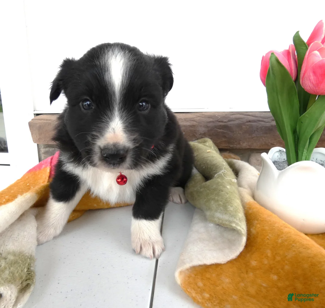 Border Collie dogs for sale: Border Collie Puppy 1 Nelly - Ad 2
