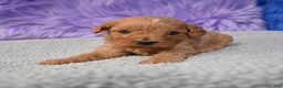 Cavapoo dogs for sale: Cavapoo 6 - Ad 17