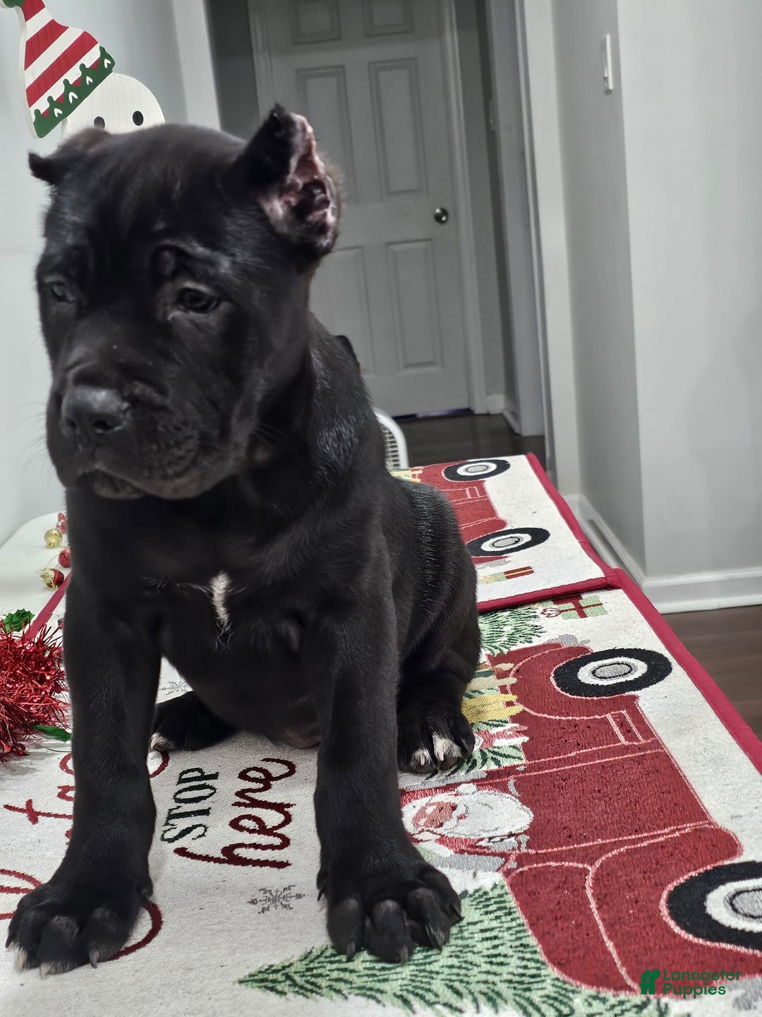 Cane Corso dogs for sale: GRACE - Ad 3
