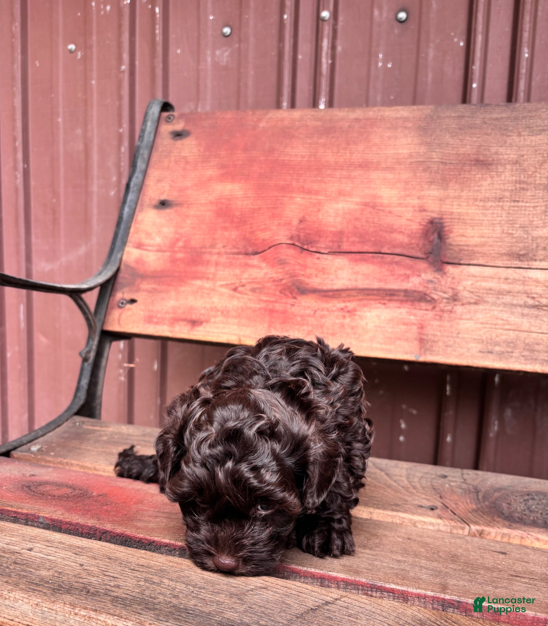 Shihpoo dogs for sale: Shihpoo Puppy 1 - Ad 4