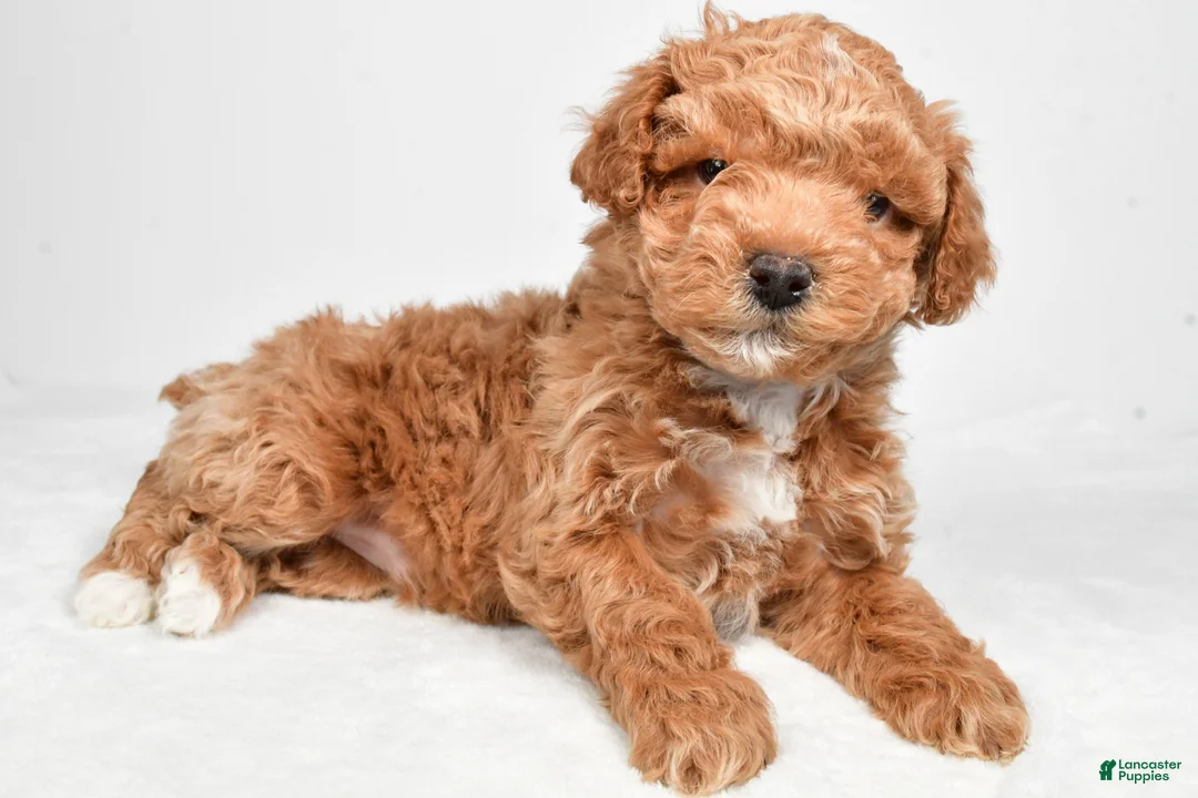 Miniature Poodle dogs for sale: Dakota - Ad 6