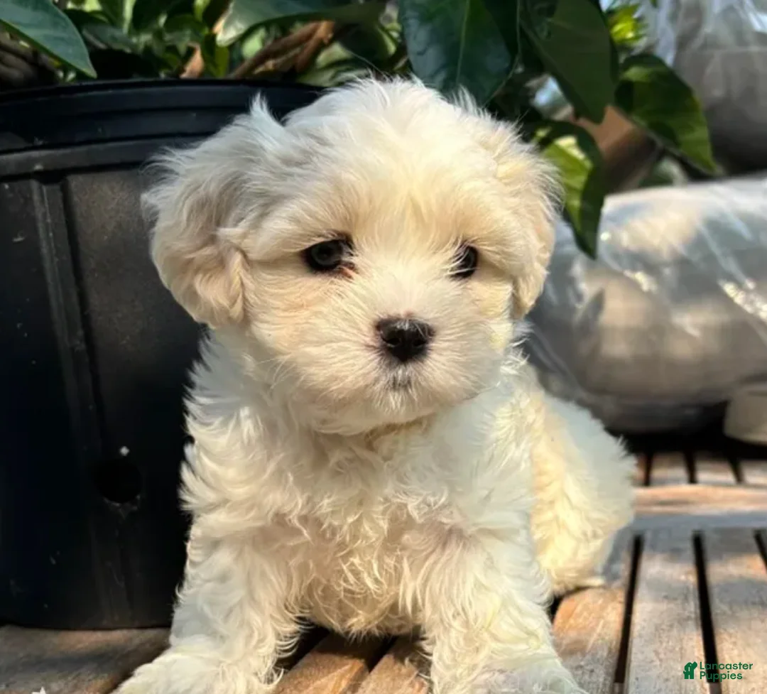 Mixed Breed dogs for sale: Sassy - Ad 3