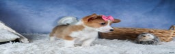 Welsh Corgi Pembroke dogs for sale: Lexi - Ad 12