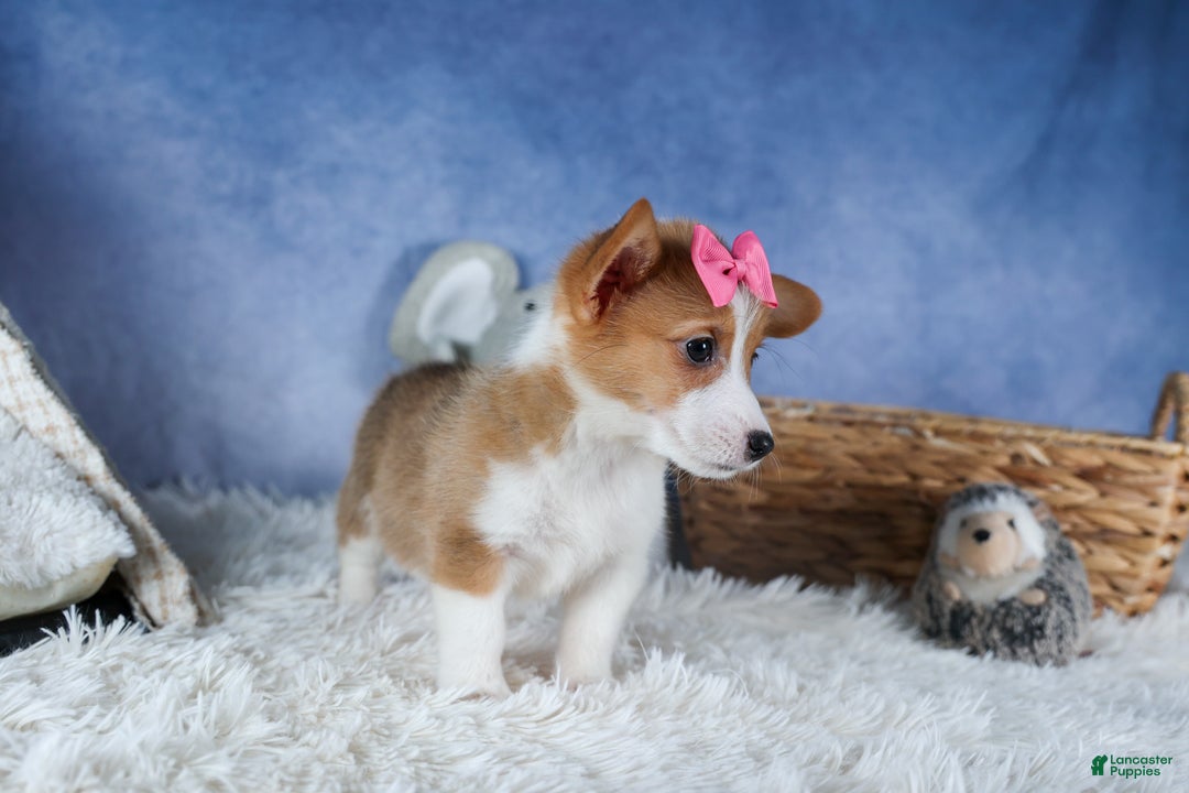 Welsh Corgi Pembroke dogs for sale: Lexi - Ad 12