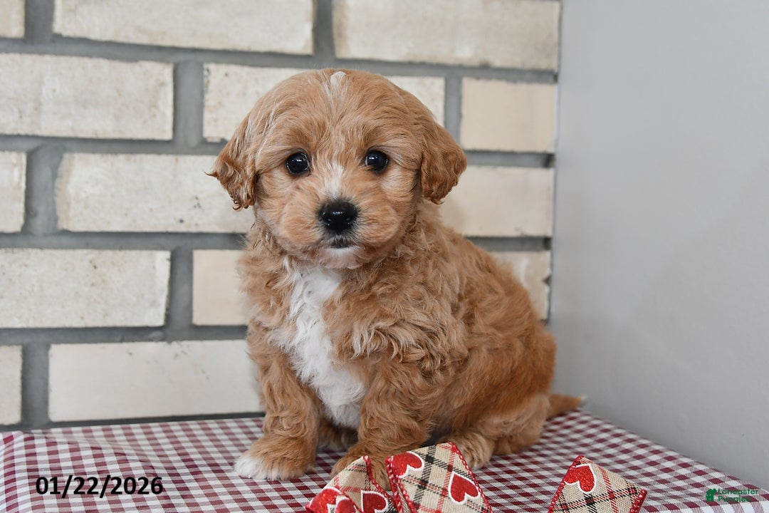 Bichpoo dogs for sale: Chester - Ad 4