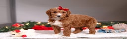 Standard Poodle dogs for sale: Rosie - Ad 4