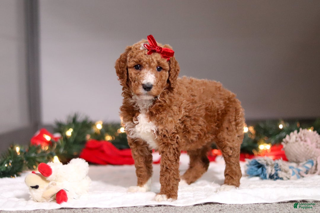 Standard Poodle dogs for sale: Rosie - Ad 4