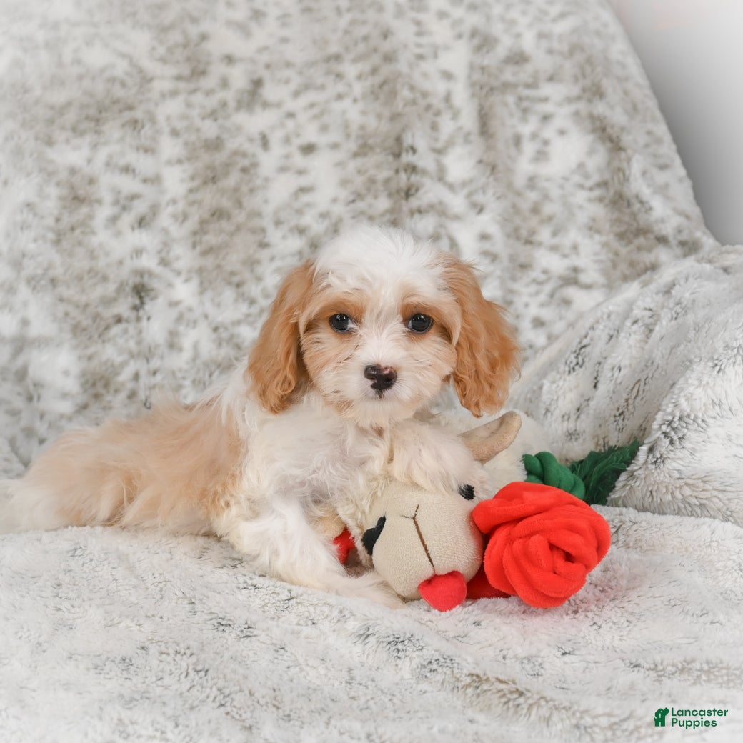 Havanese dogs Hazel - Ad 2