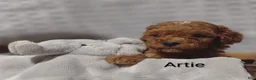Cavapoo dogs for sale: Cavapoo F1b 1 Artie - Ad 18