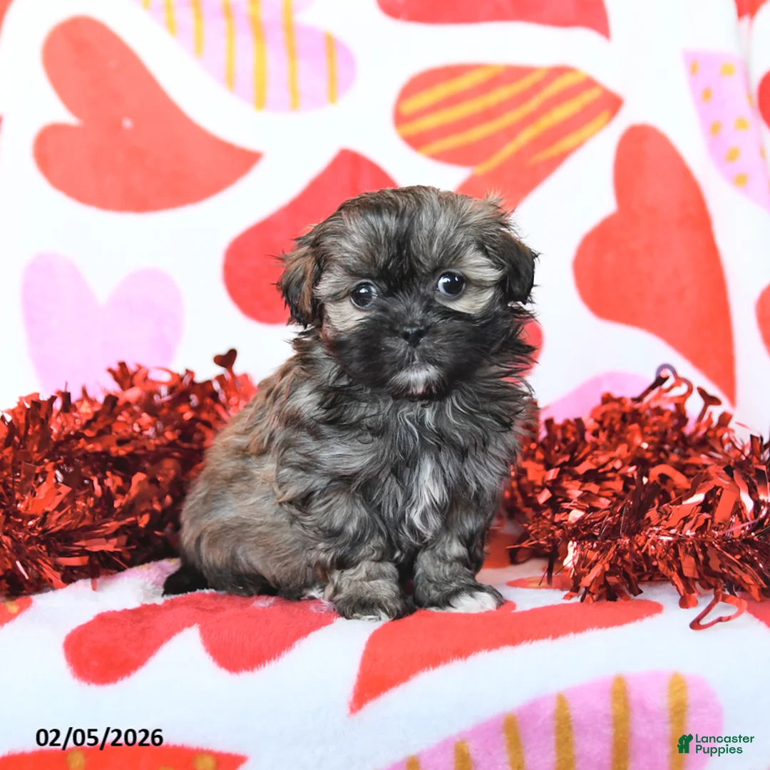 Shihpoo dogs for sale: Candy - Ad 2