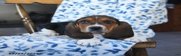Basset Hound dogs for sale: Duncan - Ad 3
