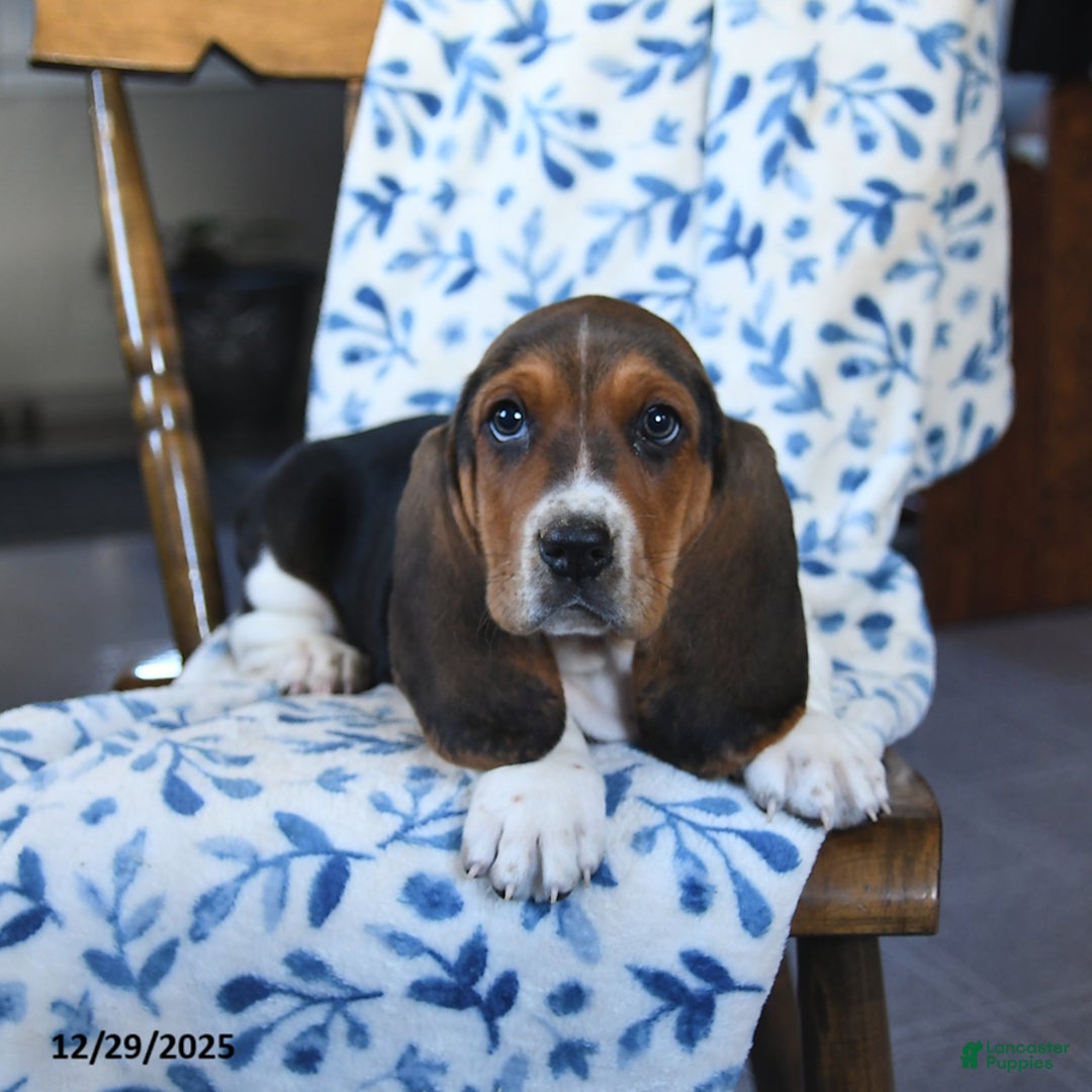 Basset Hound dogs for sale: Duncan - Ad 3