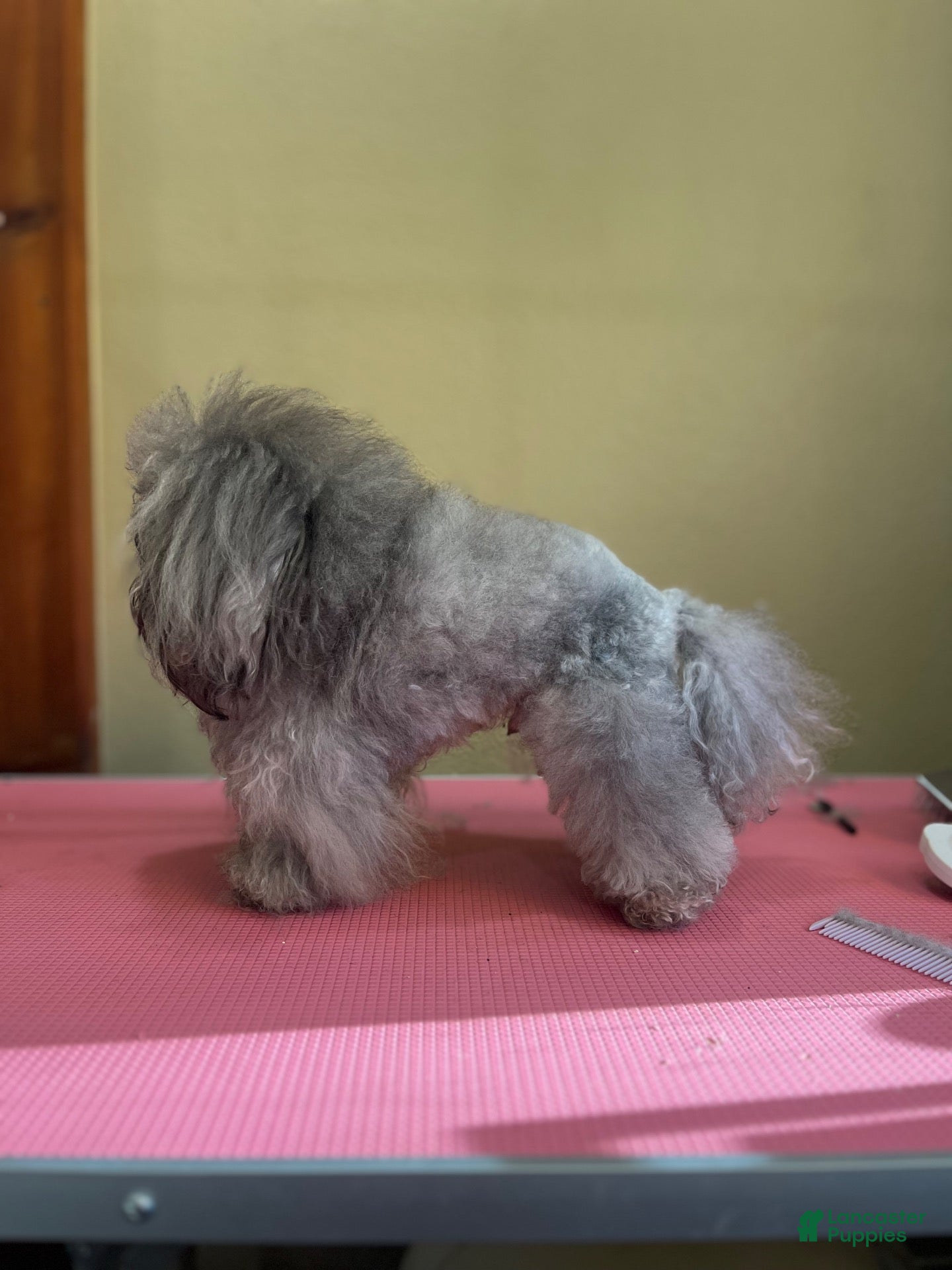 Toy Poodle dogs Frodo  - Ad 2