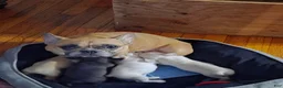 French Bulldog dogs for sale: Pearl - Ad 3